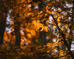 Preview wallpaper leaves, branches, trees, sunlight, blur, autumn