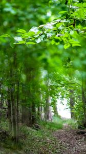 Preview wallpaper leaves, branches, trees, alley, nature