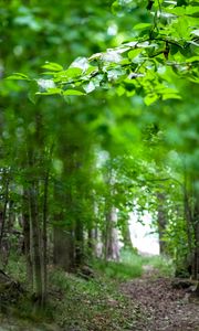 Preview wallpaper leaves, branches, trees, alley, nature