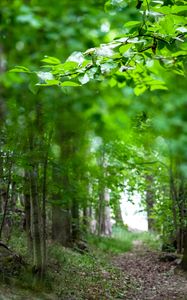 Preview wallpaper leaves, branches, trees, alley, nature