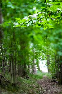 Preview wallpaper leaves, branches, trees, alley, nature