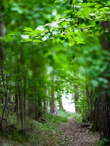 Preview wallpaper leaves, branches, trees, alley, nature