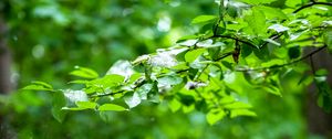 Preview wallpaper leaves, branches, trees, alley, nature