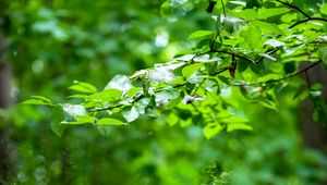 Preview wallpaper leaves, branches, trees, alley, nature