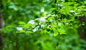 Preview wallpaper leaves, branches, trees, alley, nature