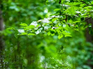 Preview wallpaper leaves, branches, trees, alley, nature