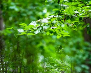 Preview wallpaper leaves, branches, trees, alley, nature