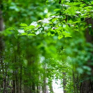 Preview wallpaper leaves, branches, trees, alley, nature