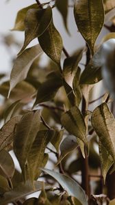 Preview wallpaper leaves, branches, veins, bush