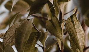 Preview wallpaper leaves, branches, veins, bush