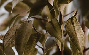 Preview wallpaper leaves, branches, veins, bush