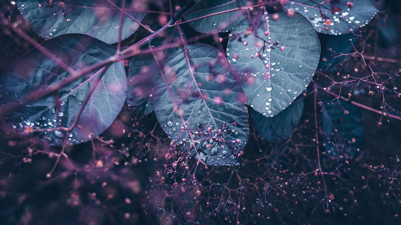 Wallpaper leaves, branches, wet, drops, plant