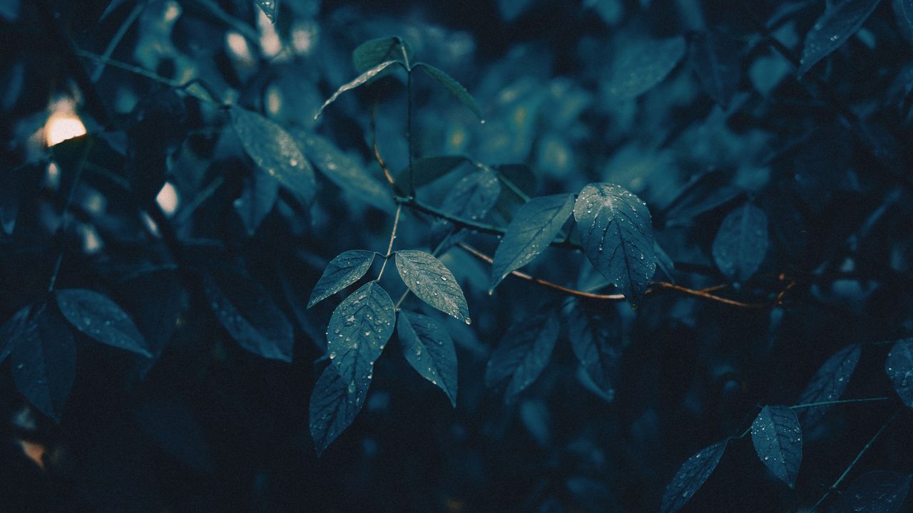 Wallpaper leaves, branches, wet, rain, drops