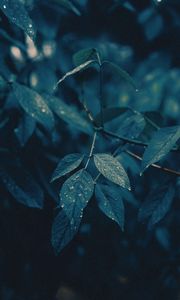 Preview wallpaper leaves, branches, wet, rain, drops