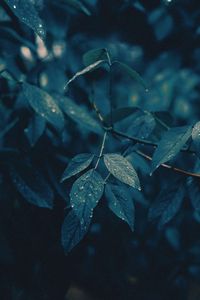 Preview wallpaper leaves, branches, wet, rain, drops