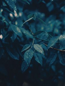 Preview wallpaper leaves, branches, wet, rain, drops