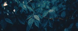 Preview wallpaper leaves, branches, wet, rain, drops