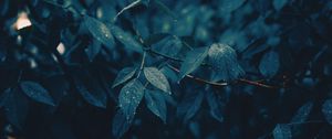 Preview wallpaper leaves, branches, wet, rain, drops
