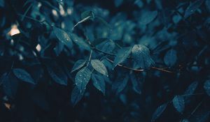 Preview wallpaper leaves, branches, wet, rain, drops