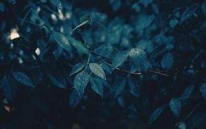 Preview wallpaper leaves, branches, wet, rain, drops