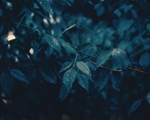 Preview wallpaper leaves, branches, wet, rain, drops