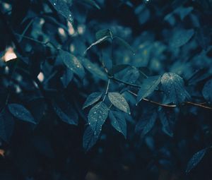 Preview wallpaper leaves, branches, wet, rain, drops