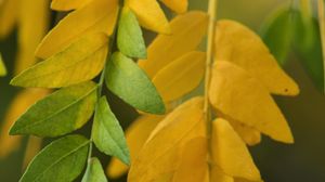 Preview wallpaper leaves, branches, yellow, green, macro