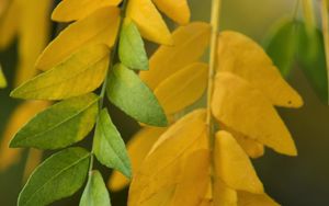 Preview wallpaper leaves, branches, yellow, green, macro