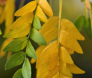 Preview wallpaper leaves, branches, yellow, green, macro