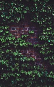 Preview wallpaper leaves, brick wall, plant