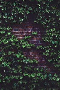 Preview wallpaper leaves, brick wall, plant