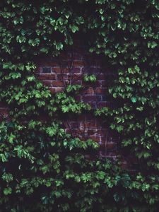 Preview wallpaper leaves, brick wall, plant