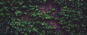 Preview wallpaper leaves, brick wall, plant