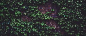 Preview wallpaper leaves, brick wall, plant