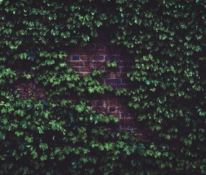 Preview wallpaper leaves, brick wall, plant