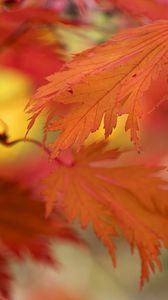 Preview wallpaper leaves, bright, autumn, macro