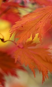Preview wallpaper leaves, bright, autumn, macro