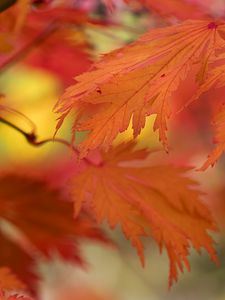 Preview wallpaper leaves, bright, autumn, macro