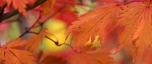 Preview wallpaper leaves, bright, autumn, macro