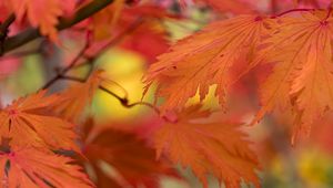 Preview wallpaper leaves, bright, autumn, macro
