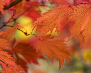 Preview wallpaper leaves, bright, autumn, macro