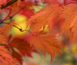 Preview wallpaper leaves, bright, autumn, macro