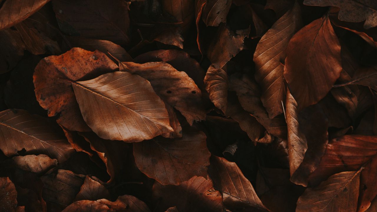 Wallpaper leaves, brown, dry, autumn, foliage
