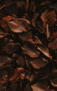 Preview wallpaper leaves, brown, dry, autumn, foliage