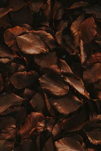 Preview wallpaper leaves, brown, dry, autumn, foliage