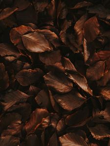 Preview wallpaper leaves, brown, dry, autumn, foliage