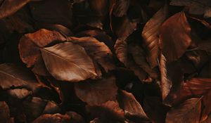 Preview wallpaper leaves, brown, dry, autumn, foliage