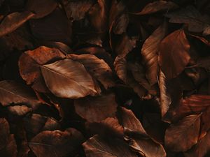 Preview wallpaper leaves, brown, dry, autumn, foliage