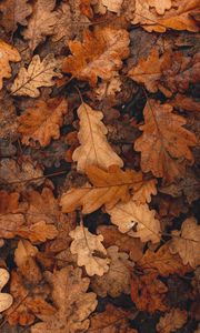 Preview wallpaper leaves, brown, dry, fallen, autumn