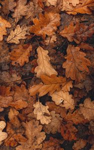 Preview wallpaper leaves, brown, dry, fallen, autumn